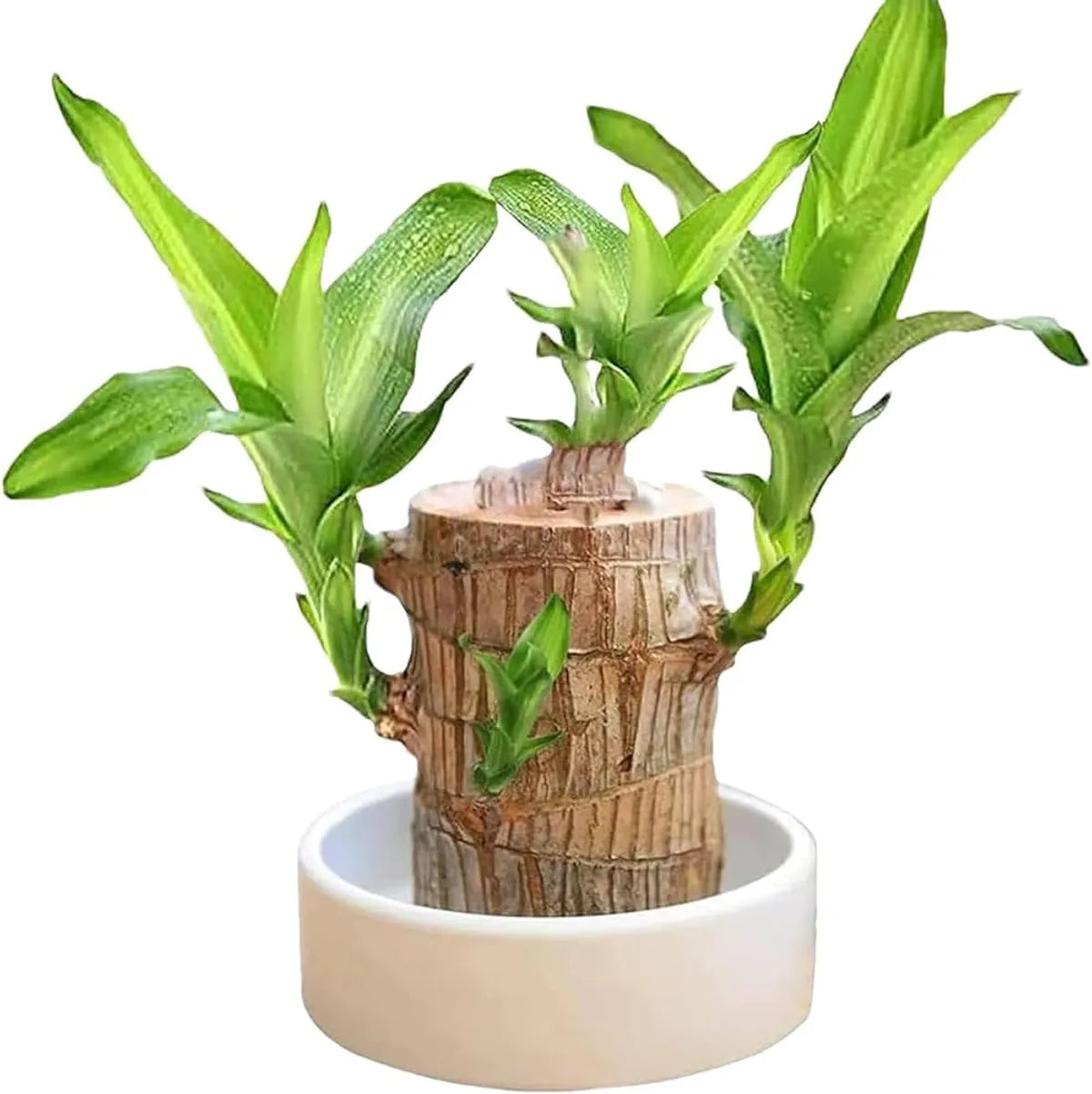 Original Brazilian Lucky Wood | Healthy Indoor Plant