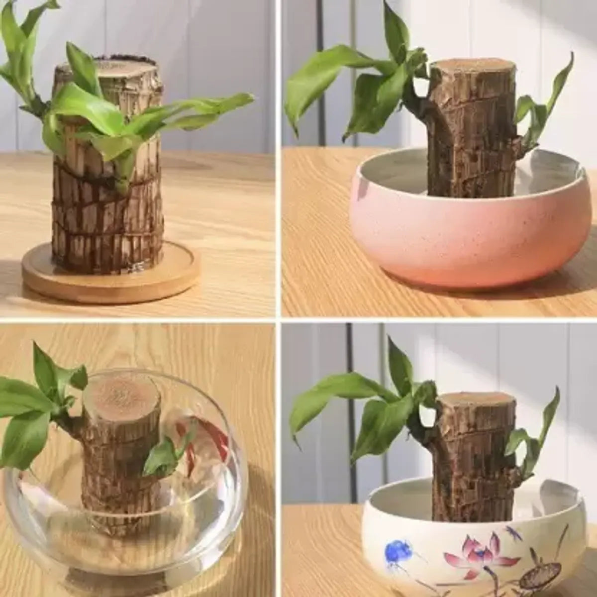 Original Brazilian Lucky Wood | Healthy Indoor Plant