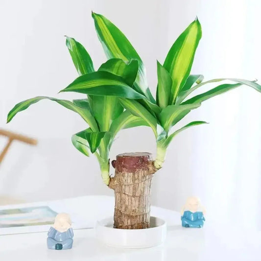 Original Brazilian Lucky Wood | Healthy Indoor Plant