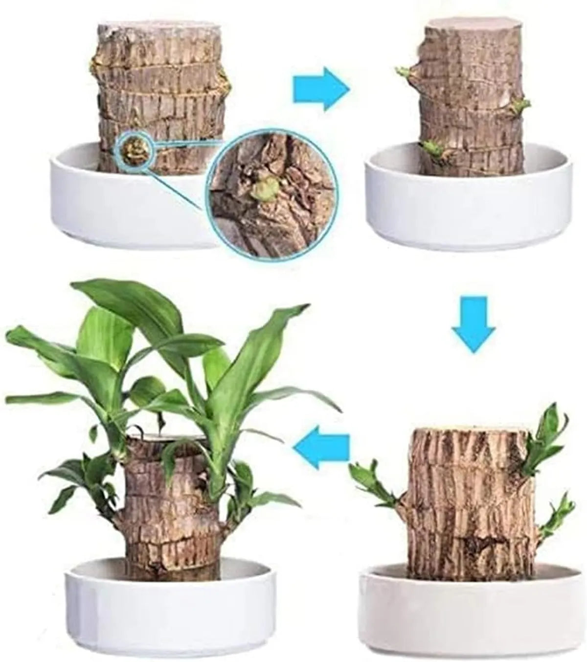 Original Brazilian Lucky Wood | Healthy Indoor Plant