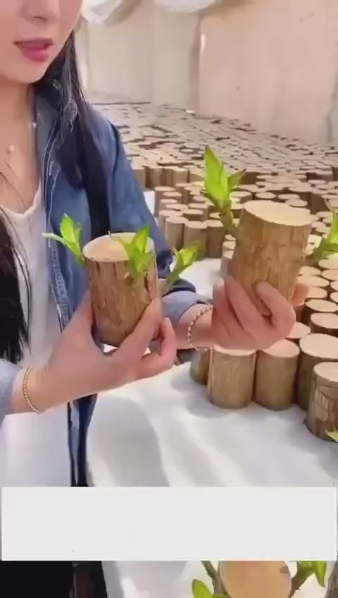 Original Brazilian Lucky Wood | Healthy Indoor Plant